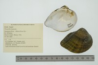 Truncilla truncata image