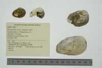 Pleurobema clava image