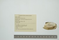 Anodontoides ferussacianus image