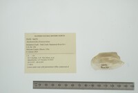 Anodontoides ferussacianus image