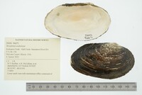 Strophitus undulatus image