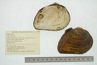 Fusconaia flava image