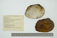 Pleurobema sintoxia image