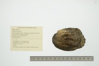 Amblema plicata image