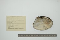 Amblema plicata image