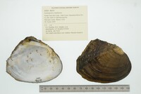 Lasmigona complanata image
