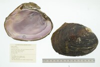 Potamilus alatus image