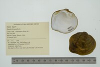 Quadrula quadrula image