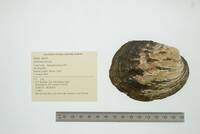 Amblema plicata image