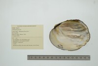 Amblema plicata image