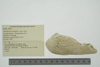 Theliderma cylindrica image