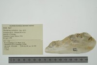 Theliderma cylindrica image