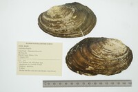 Leptodea fragilis image