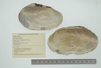 Leptodea fragilis image