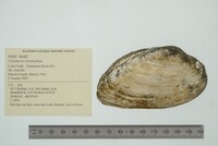 Uniomerus tetralasmus image