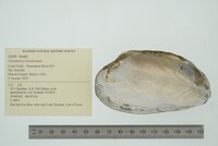 Uniomerus tetralasmus image