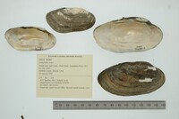 Lampsilis teres image