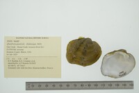 Quadrula quadrula image