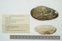 Lampsilis teres image