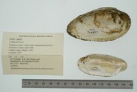 Lampsilis teres image