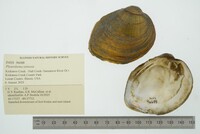 Pleurobema sintoxia image