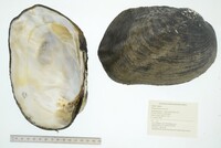 Megalonaias nervosa image