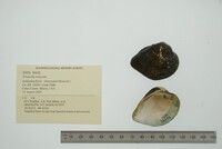 Truncilla truncata image