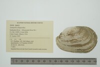 Lampsilis siliquoidea image