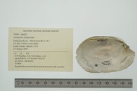 Lampsilis siliquoidea image