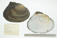 Lasmigona complanata image