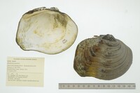 Quadrula quadrula image