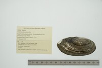 Utterbackia imbecillis image