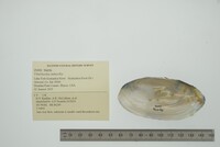 Utterbackia imbecillis image