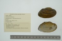 Strophitus undulatus image