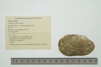 Lampsilis siliquoidea image