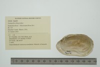 Lampsilis siliquoidea image