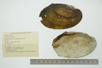 Leptodea fragilis image