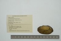 Anodontoides ferussacianus image