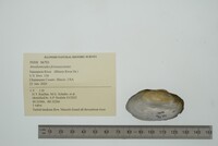 Anodontoides ferussacianus image