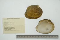 Theliderma metanevra image