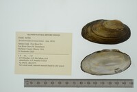 Anodontoides ferussacianus image