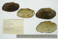 Strophitus undulatus image