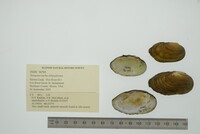 Venustaconcha ellipsiformis image