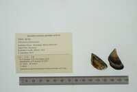 Dreissena polymorpha image