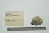 Epioblasma triquetra image