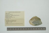 Epioblasma triquetra image