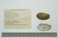 Ortmanniana ligamentina image