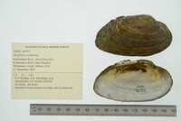 Strophitus undulatus image