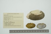 Venustaconcha ellipsiformis image