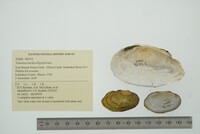 Venustaconcha ellipsiformis image